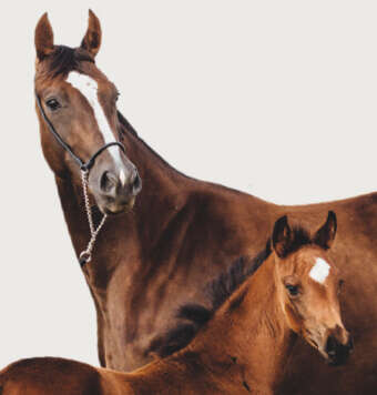 hoeveler kachel zucht zuchtpferd fohlen pferdefutter